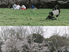 -上海共青森林公园