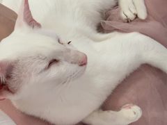 -喵的天空名猫咖啡馆·撸猫·猫舍·用品