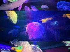 -太平洋海底世界