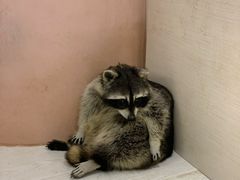 -浣熊柯尔鸭土拨鼠·电玩咖