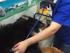 皓源宠物诊所-艾吉宠物医院·疑难杂症转诊中心·猫友好(碧江路院)