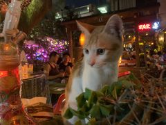 -城墙外BAR