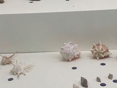 -青岛贝壳博物馆