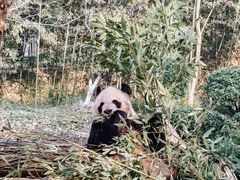 -都江堰中华大熊猫苑