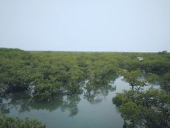 -北海金海湾红树林生态旅游区