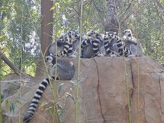 -北京野生动物园