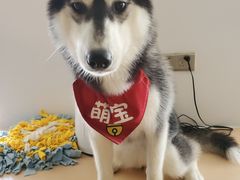 萌宝-Husky Go! 哈士奇体验馆·宠物咖啡厅狗咖
