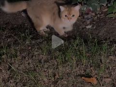 -飞行喵MR PILOT|猫舍·猫咖(静安大融城店)