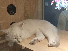 -BABIT巴比特宠物(MOMOPARK店)