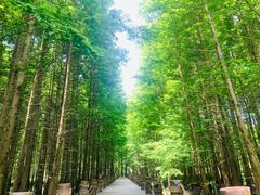 -桤木河湿地公园