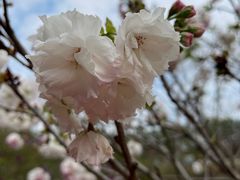 -天适樱花悠乐园