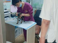 -A猫a狗全科·犬猫异宠·芥西宠物医院(南开总院)