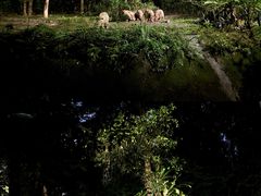 -夜间野生动物园
