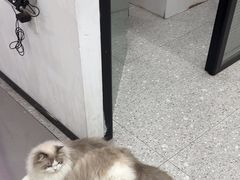 -四月宠物医院·猫专科·心脏专科·内科(转塘店)