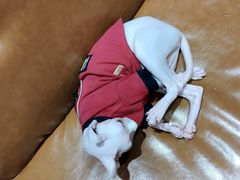 -藏猫猫咖啡主题馆(中央大道店)