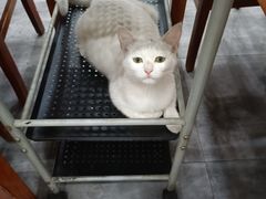 -岳合轩老北京涮肉