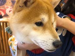 -豆柴町-柴犬主题狗咖(红鼎国际C座店)