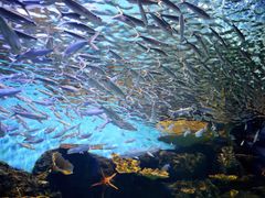 -华夏文旅海洋公园