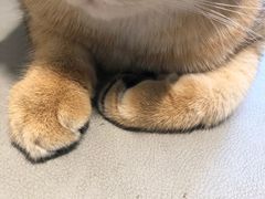 -猫腻·猫咖·撸猫馆(星光大道店)