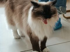 -鼓捣猫呢主题猫咖店