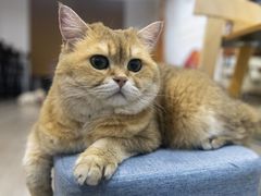 -柴迷FANS CLUB·柴犬狗咖·猫咖
