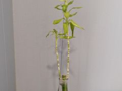 -田凤波推拿.按摩养生(幸福店)