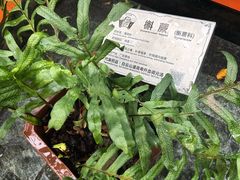 -广州神农草堂中医药博物馆