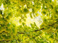 -长白岛森林公园