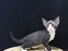 -十年猫舍·猫咪专门店(普陀店)
