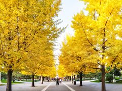 -三里屯东五街银杏大道