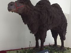 -中国第四纪冰川遗迹陈列馆