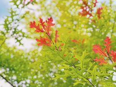 -上海滨江森林公园