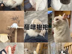 -楼上猫咖(罗湖店)