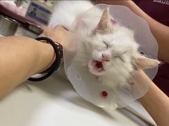 -美联众合动物医院·24h转诊中心