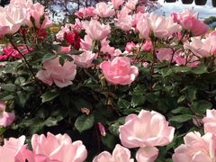 -深圳国际园林花卉博览园