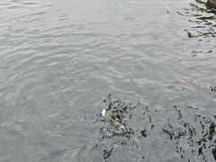 -五缘湾湿地公园