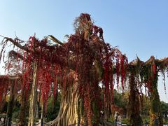-石家庄市植物园