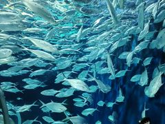 -上海海洋水族馆