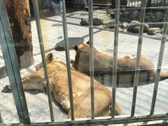 -青岛动物园