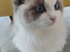 -泰国佛·塔罗·泰牌狐仙古曼