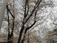 -武汉大学-樱园