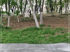 -大塘金香草谷