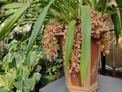 -北京植物园-展览温室