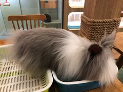 -藦茜花园宠物主题亲子互动体验馆(国顺东路店)