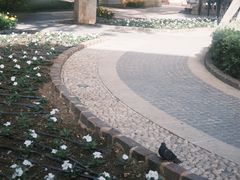 -上巴拉卡花园和下巴拉卡花园