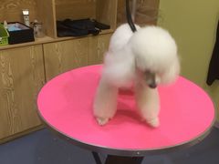 -瑞鹏宠物医院·爱宠堂·骨外专科(西荷分院)