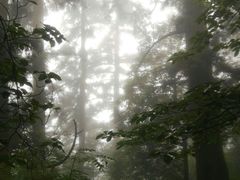 -东天目山风景区