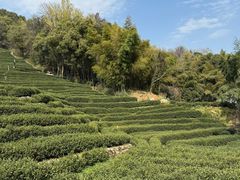-阿巧茶庄