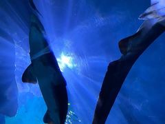 -暹罗海洋世界