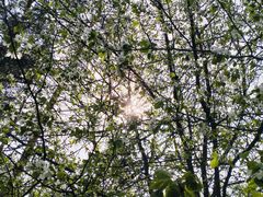 -黑龙江省森林植物园